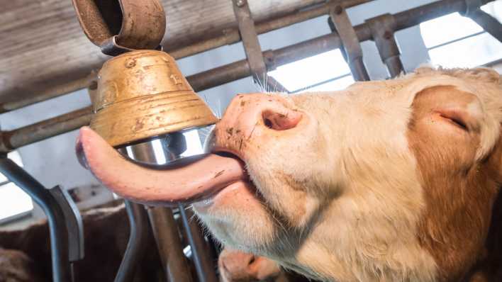 Eine Milchkuh leckt an einer Kuhglocke