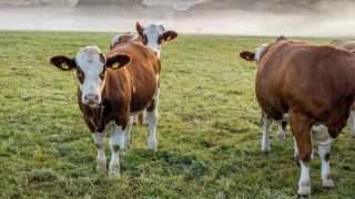 Kühe stehen auf einer Weide in Hessen