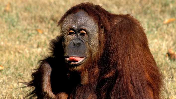 Orang-Utan streckt die Zunge raus