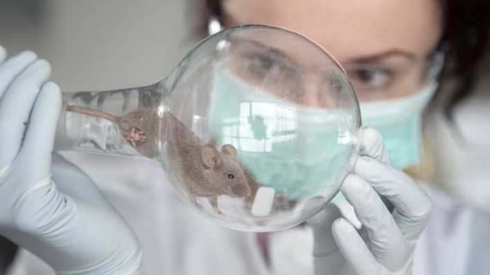 Versuchster Maus in einem Kolbenglas (Bild: picture alliance / Westend61 | Sigrid Gombert)
