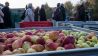 Die Äpfel wandern bald in die Presse, im Hintergrund unsere Gäste (Bild: Dieter Freiberg)