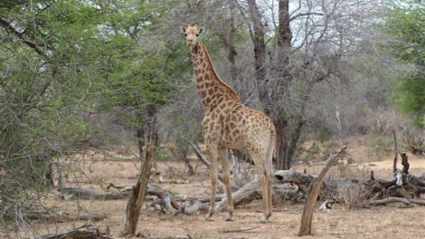 Giraffe, Foto und Copyright Thomas Prinzler