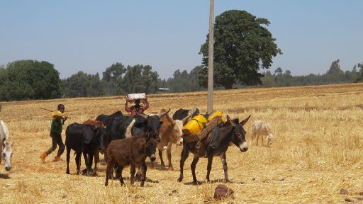 Abgeerntetes-Feld-mit-Vieh-in-KulumsaOromia, Foto: Linda Staude