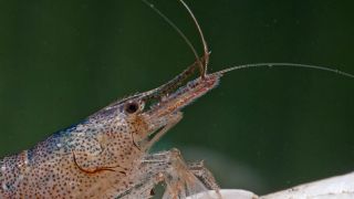 Caridina mit Fächerscheren