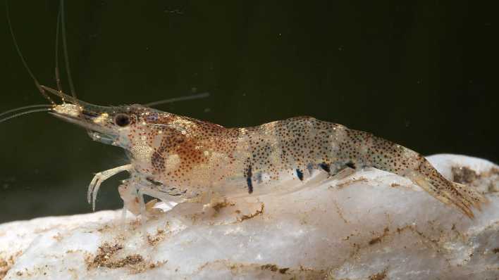 Süßwassergarnele Caridina