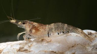 Süßwassergarnele Caridina