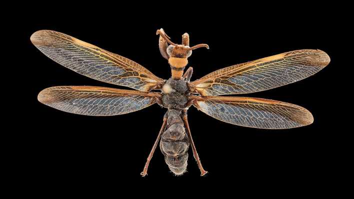Wespen-Fanghafte Mantispidae