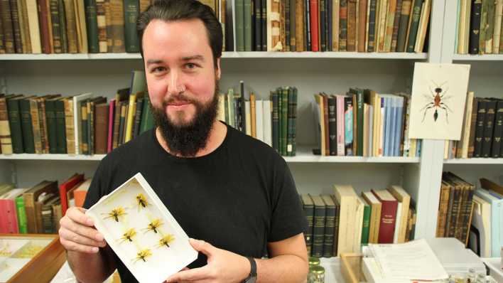 Lukas Kirschey, Senior Collection Manager der Entomologie mit Schwerpunkt Wespen-Fanghaften