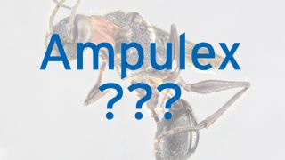 Ampulex ???