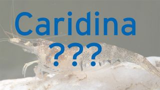 Caridina ???