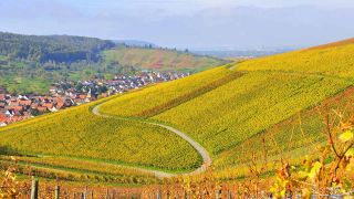 Landschaft in Süddeutschland: Kurvige Straße durch Weinberge im Herbst