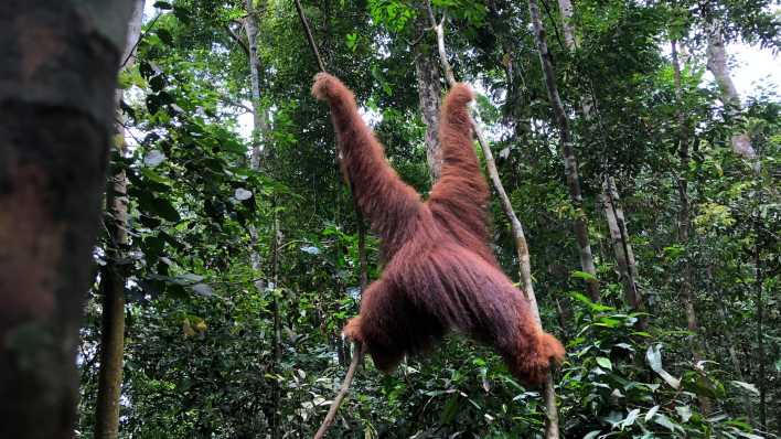 Unglaublich schön und extrem bedroht - die Orang-Utans im Norden Sumatras Unglaublich schön und extrem bedroht - die Orang-Utans im Norden Sumatras