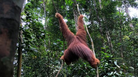 Unglaublich schön und extrem bedroht - die Orang-Utans im Norden Sumatras