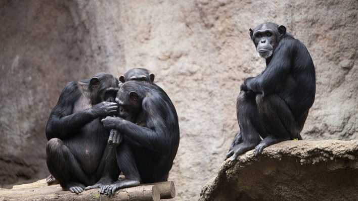 Schimpansen im Pongoland im Zoologischen Garten Leipzig.