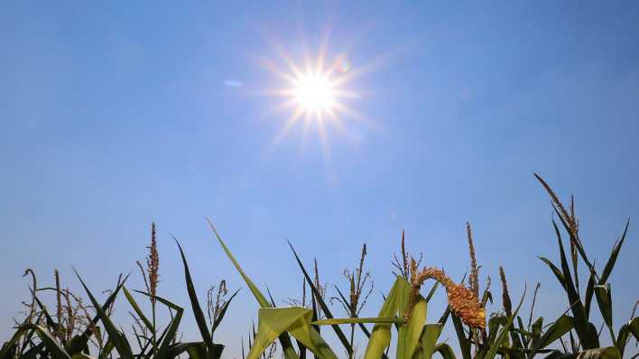 Sonne über einem Maisfeld (Foto: dpa)