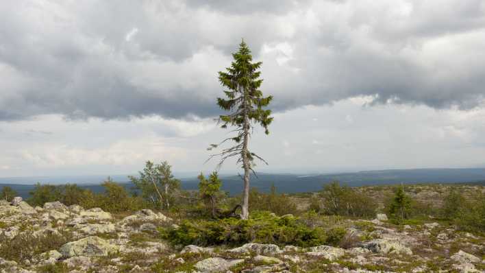 Schweden: Alt Tjikko, eine 9550 Jahre alte Fichte (Bild: imago/imagebroker) Schweden: Alt Tjikko, eine 9550 Jahre alte Fichte (Bild: imago/imagebroker)