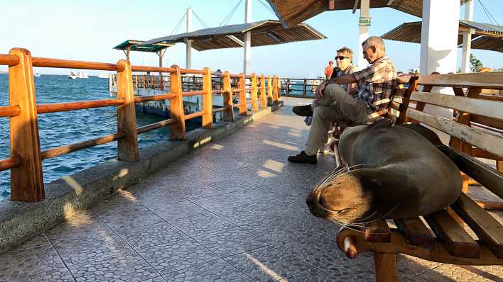 Ein Seelöwe liegt ganz entspannt auf einer Bank am Pier Ein Seelöwe liegt ganz entspannt auf einer Bank am Pier