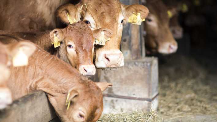 Kühe mit Ohrmarken im Stall Kühe mit Ohrmarken im Stall