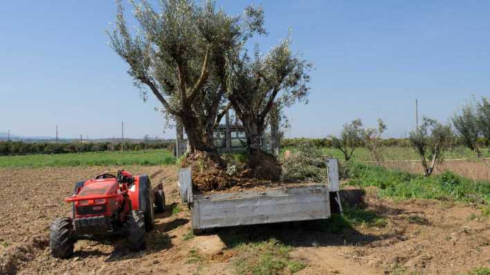 Italien/Lecce, 23.3.2019: Von dem Feuerbakterium (Xylella fastidiosa) befallene Olivenbäume wurden gerodet (Bild: imago images / Independent Photo Agency Int.) Italien/Lecce, 23.3.2019: Von dem Feuerbakterium (Xylella fastidiosa) befallene Olivenbäume wurden gerodet (Bild: imago images / Independent Photo Agency Int.)