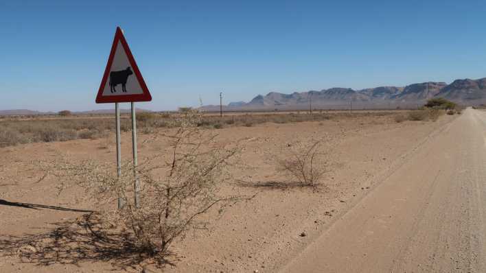 Namibia: Rinder-Warnhinweis an einer Piste in der Wüste Namib (Bild: Jörg Poppendieck/Inforadio)