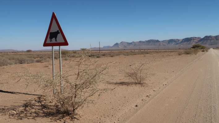 Namibia: Rinder-Warnhinweis an einer Piste in der Wüste Namib (Bild: Jörg Poppendieck/Inforadio) Namibia: Rinder-Warnhinweis an einer Piste in der Wüste Namib (Bild: Jörg Poppendieck/Inforadio)