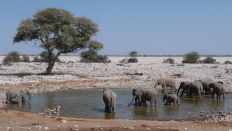 Namibia: Elefanten und Gazellen an einer Wasserstelle im Etosha-Nationalpark (Bild: Jörg Poppendieck/Inforadio)