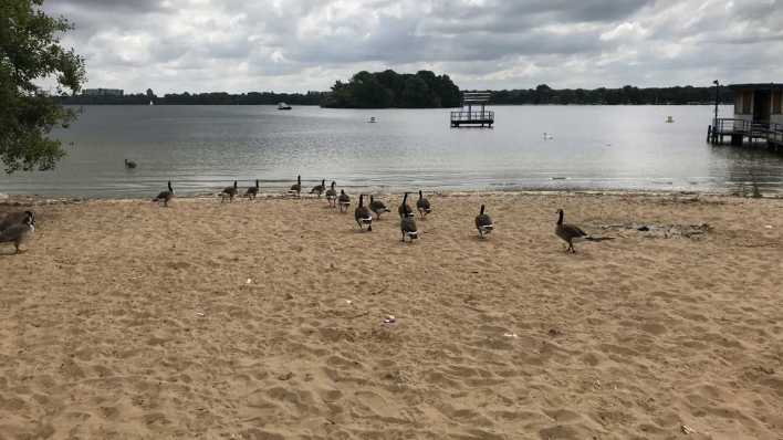 Strandbad Tegel (Bild: rbb/ Birgit Raddatz) Strandbad Tegel (Bild: rbb/ Birgit Raddatz)