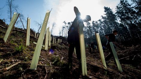 Ein Schüler befestigt beim Start für das Wiederbewaldungsprojekt "Berlingerode" im Forstamt Leinefelde eine Aufwuchshülse an einer frisch gepflanzten Buche (Bild: dpa)