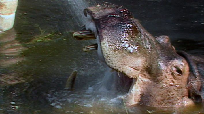 'Knautschke' - das Lieblingstier im Berliner Zoo verstirbt mit 45 Jahren (Bild: rbb)