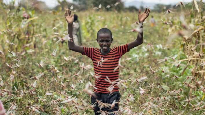 24.01.2020, Kenia, Katitika: Der Sohn eines Bauern versucht einen Schwarm Wüstenheuschrecken von einem Feld zu vertreiben. Monatelanger schwerer Regen in Ostafrika hat zur schlimmsten Heuschreckenplage seit Jahrzehnten in der Region geführt - und diese könnte Experten zufolge eine Hungersnot auslösen.