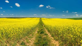 Brandenburg: endloses blühendes Rapsfeld unter blauem Himmel mit kleinen weißen Wolken (Bild: imago images/Andreas Vitting)