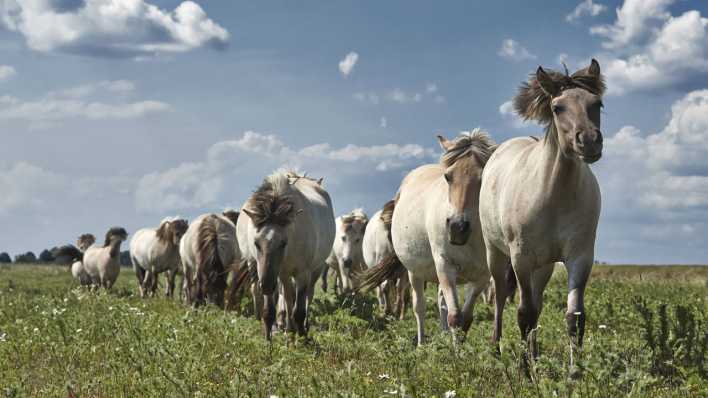 ARCHIV: Wildpferde in der Lenzen-Wustrower-Elbniederung (Bild: imago images/Michael Handelmann)