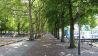 Die Greenwichpromenade in Tegel - an der Seite stehen Platanenbäume (Bild: rbb/ Aleksandra Karolczyk)