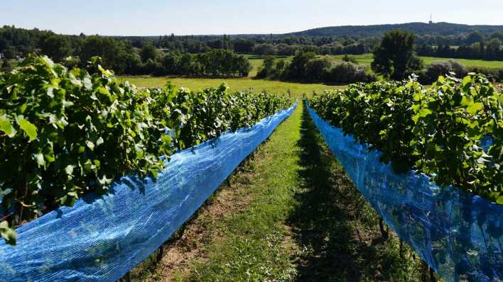 Weinreben wachsen im Weingut Klosterhof Töplitz. In dem ökologisch bewirtschaftetem Weingut mit 2,5 Hektar Fläche und einer Besenwirtschaft werden die Sorten Weiß- und Grauburgunder, Riesling und Regent angebaut.