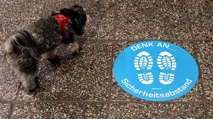 Ein kleiner Hund läuft an einer Markierung auf dem Fußboden vorbei, die auf den Sicherheitsabstand hinweist. (Bild: dpa)