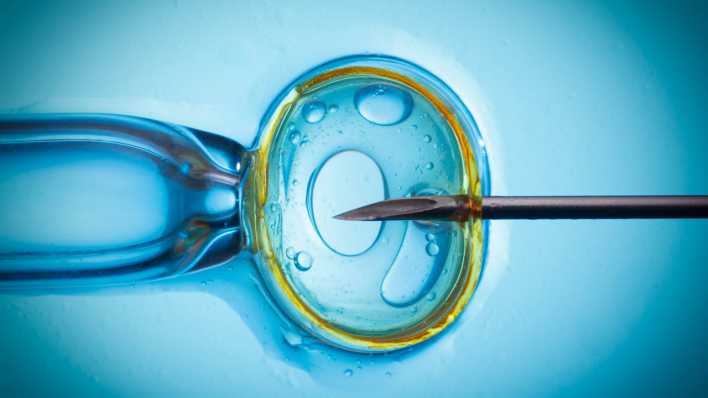 Künstliche Befruchtung: Pipette injiziert Spermium in die Eizelle