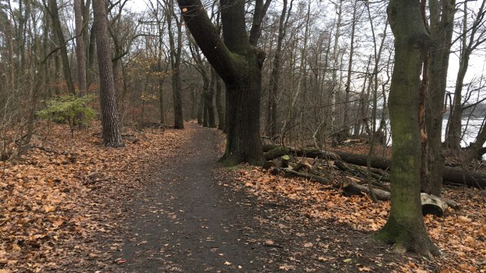 Waldwanderweg entlang des langen Sees