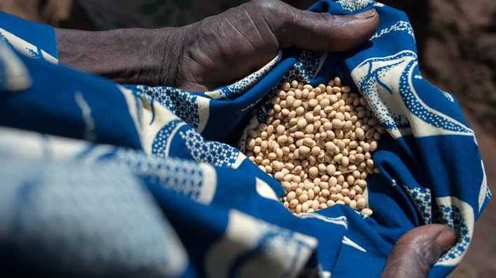 Farmer zeigt seinen Ertrag an Bohnen im Dorf Tone in Benin
