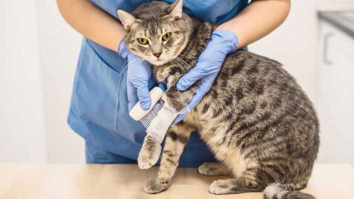 Tierärztin behandelt eine verletzte Katze