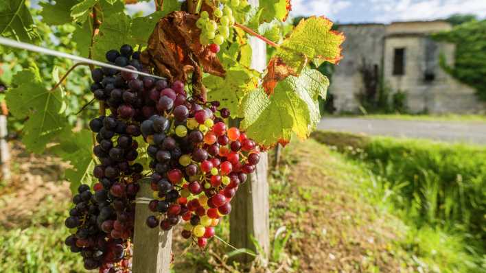Trauben an einer Weinrebe in Frankreich
