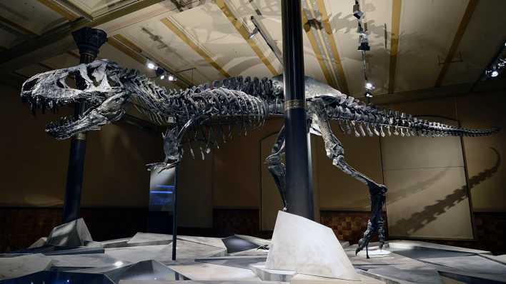 Das weltweit einmalige Skelett des Tyrannosaurus Rex "Tristan - Otto" im Naturkundemuseum Berlin