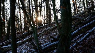Ein Wald nahe dem Straussee (Landkreis Märkisch-Oderland) im Winter.
