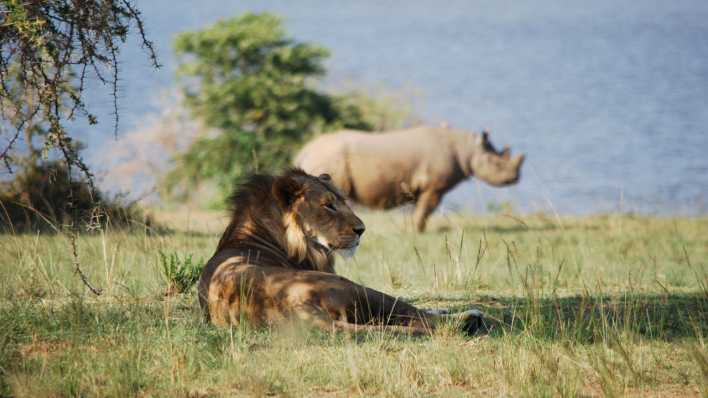 Löwe und Nashorn in Ruanda