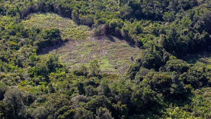 Illegale Abholzung des Amazonas-Regenwaldes in Brasilien