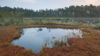 Teich im Moorgebiet des Knuthöjdsmossen in Schweden