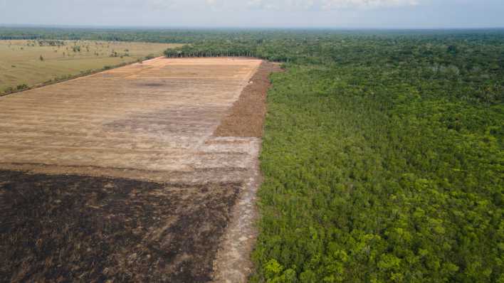 Verbrannte und abgeholzte Fläche im Amazonas-Gebiet in Brasilien. (Quelle: Picture Alliance)