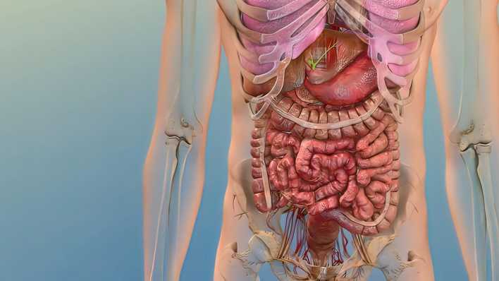 Illustration der menschlichen Organe