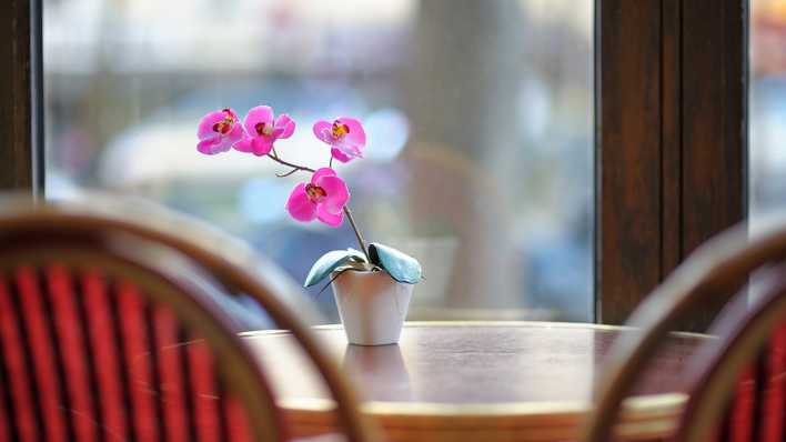 Eine kleine lila Orchidee in einem weißen Topf steht auf einem Tisch vor einem Fenster.
