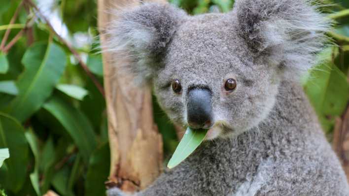 Koala - Bär