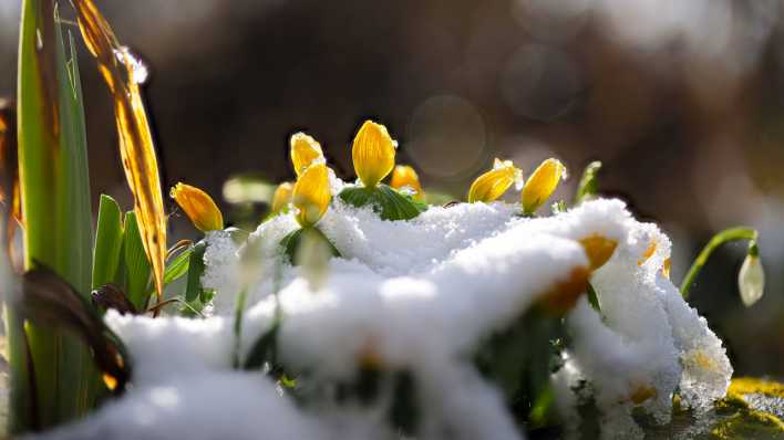 Frühlingsbeginn: Die ersten Winterlinge strecken ihre Blüten durch den Schnee